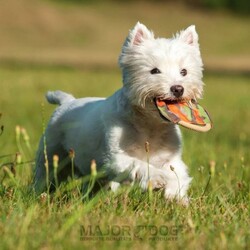 Major Dog Mini Frisbee - Fetch Toy
