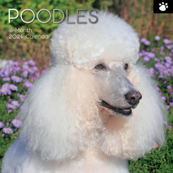 Poodles - 2024 Square Wall Calendar Pets Dog 16 Months Premium Planner New Year