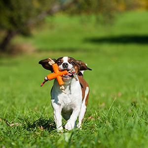Major Dog Fetch X Toy for Small Dogs