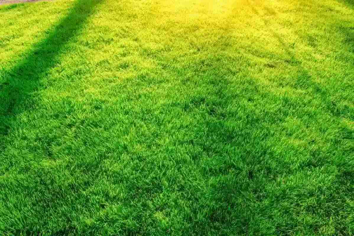 Sunlight graces lush green grass, the type that benefits from using the information on how to choose the right lawn mower